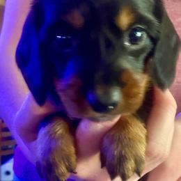 Raven - Black and tan female Dachshund puppy in Pennsville, New Jersey from Bay Acres Dachshunds