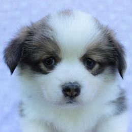Trixie - Sable female Pembroke Welsh Corgi puppy in Williams, California from Bear Creek Corgis