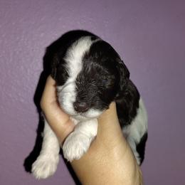 Liver parti girl - Parti female Miniature Schnauzer puppy in Florida from Central Florida Schnauzers