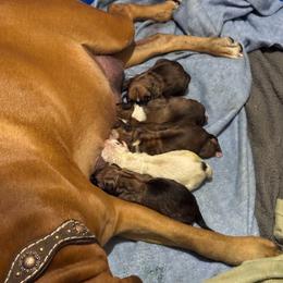 Sixth Litter Pick - Brindle female Boxer puppy in Madras, Oregon from BnT Boxers