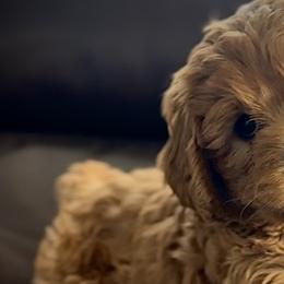 Cavalier King Charles Spaniels and Cavapoos from God Speed Paws
