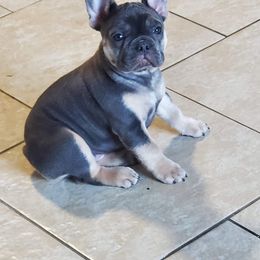 French Bulldog Puppies from Rootin' Tootin' Bulldogs, LLC
