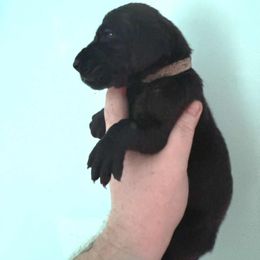 Nutter Butter - Black female Great Dane puppy in Bay Shore, New York from Gentle Giant Companions