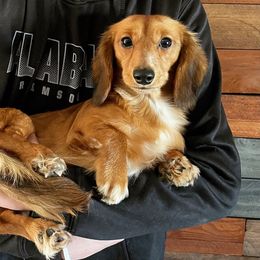 Dachshund Puppies from Ultimate_Doxies