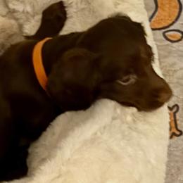 Chevelle - Chocolate female Dachshund puppy in Davison, Michigan from Brimstone Hollow Dachshunds