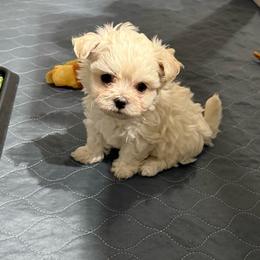 Gigi - Cream female Maltipoo puppy in Crosby, Texas from Painted Rose Poodles and Doodles