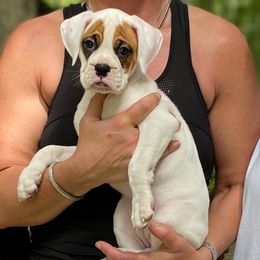 Bunny - White female Boxer puppy in Oregon, Illinois from Schaible's Boxer Huddle
