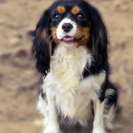 Molly - Cavalier King Charles Spaniel