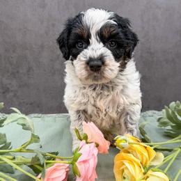 Instagram - Tri-color female Australian Labradoodle puppy in Denton, Texas from Liberty Hill Labradoodles