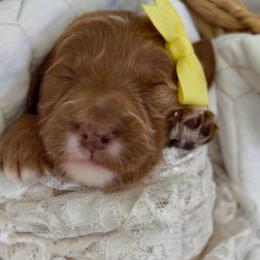 Brie - Red  female Goldendoodle puppy in Queen Creek, Arizona from Sunny Doodles