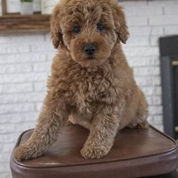 Assorted Doodle Crosses, Bernedoodle, Double Doodle, Goldendoodle, Labradoodle, and Whoodle Puppies from Our Little Farm Life Doodles