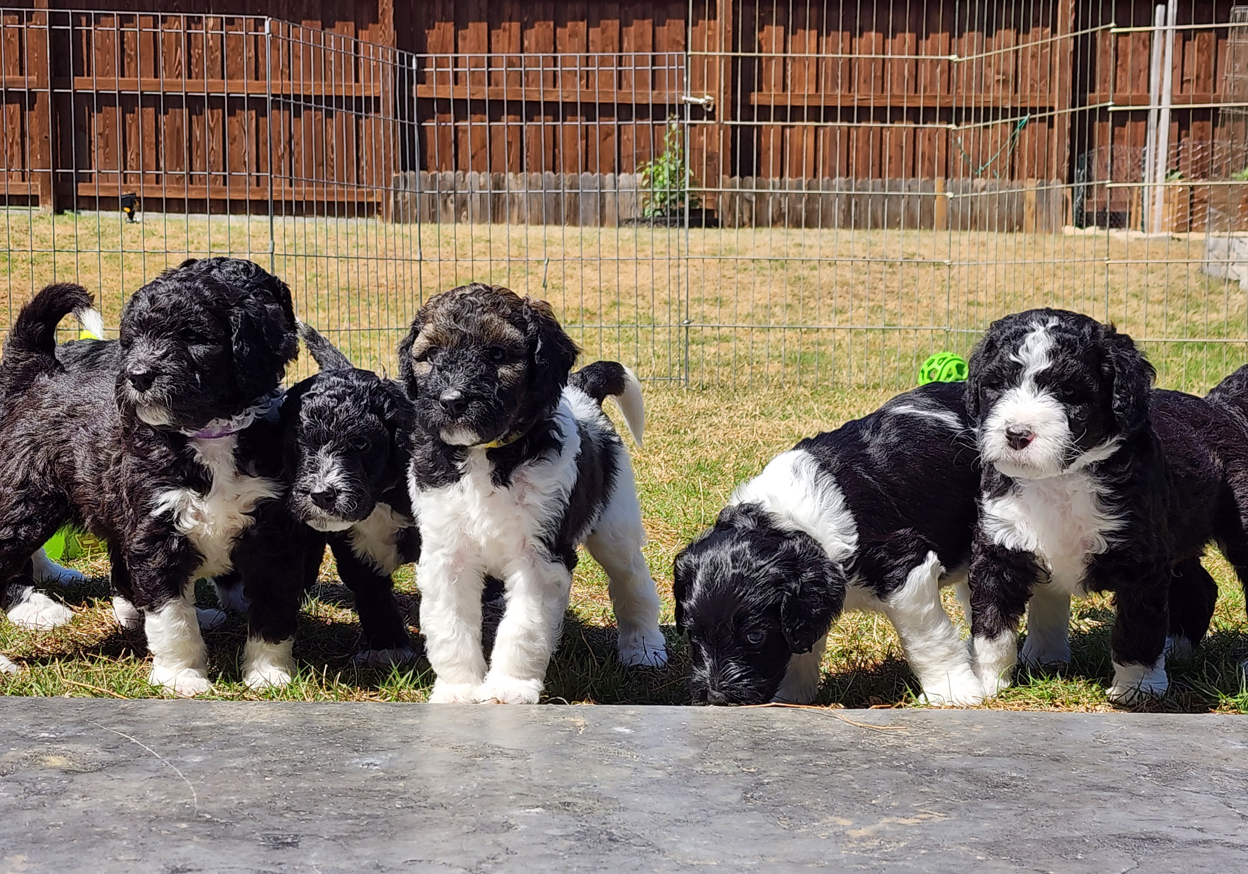 Bernedoodle Puppies from Oklahoma Doodles