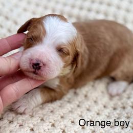 Orange collar boy - Red male Bernedoodle puppy in Colorado Springs, Colorado from Mercy Mountain Bernedoodles