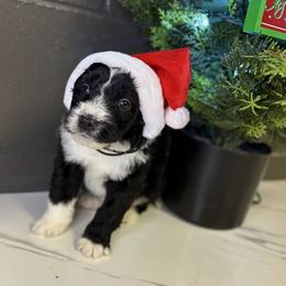 Hank - Black and white male Bernedoodle puppy in Winfield, Alabama from Rose Lane Doodles