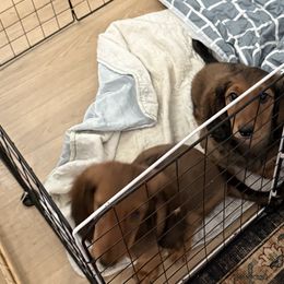 Dachshunds from Blarneydachs Dachshunds