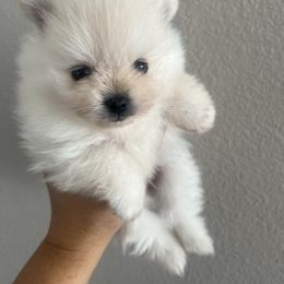 Boy - Cream male Pomeranian puppy in Meridian, Idaho from Precious poms