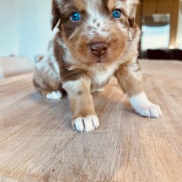 Girl 1 - Red merle Australian Shepherd puppy in Liberty, Tennessee from Stone Hollow Aussies