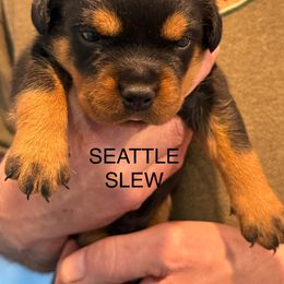 Seattle slew - Black and mahogany male Rottweiler puppy in Hamburg, New York from World Class Rottweilers And French bulldogs
