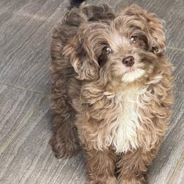 Remi - Fawn female Companion Cross puppy in Lancaster, Kentucky from Dream Paws Puppies, LLC