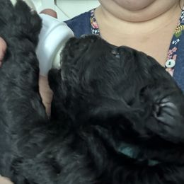 Poodle Puppies from Cano Homestead Poodles