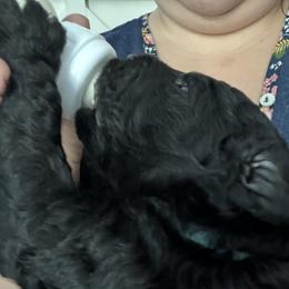 Poodle Puppies from Cano Homestead Poodles