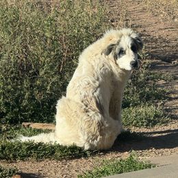 Po - Badger male Colorado Mountain Dog puppy in Cotopaxi, Colorado from Once Upon A Moose (OUM)