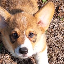 Butch - Sable Pembroke Welsh Corgi puppy in Purcellville, Virginia from Rhone River Farm Pembroke Welsh Corgis
