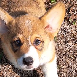 Butch - Sable Pembroke Welsh Corgi puppy in Purcellville, Virginia from Rhone River Farm Pembroke Welsh Corgis