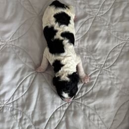 Poodle Puppies from Genesis Kinnibrugh