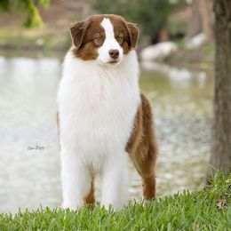Rip - Australian Shepherd