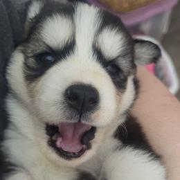 Arya - Black and white female Siberian Husky puppy in Swansea, Illinois from Husky B's