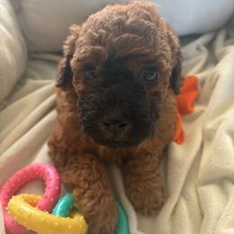Dark sable female - Sable female Poodle puppy in Burien, Washington from South Sound Doodles
