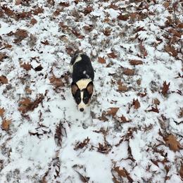 Pembroke Welsh Corgi puppies from Shadey Lane Corgis