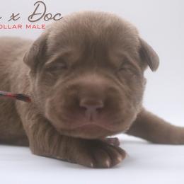 Boy 1 - Chocolate male Labrador Retriever puppy in Capron, Virginia from Triple Creek Kennel