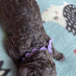 Girl 1 - Goldendoodle puppy in Beggs, Oklahoma from Meyers Doodles