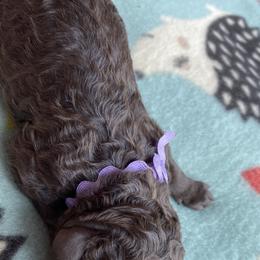 Girl 1 - Goldendoodle puppy in Beggs, Oklahoma from Meyers Doodles
