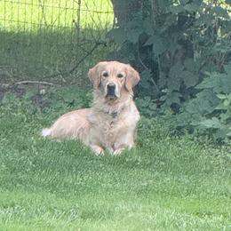 Golden Retriever puppies from Celtic Pride Goldens