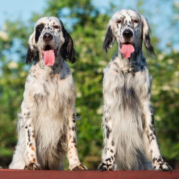 English Setter