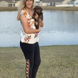 Labrador Retriever Puppies from Savannah Bluff Retrievers