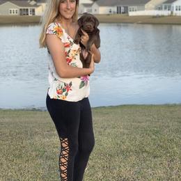 Labrador Retriever Puppies from Savannah Bluff Retrievers