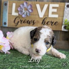 Lily-yellow collar - Mahogany and white female Saint Berdoodle puppy in Paw Paw, Michigan from ProAct Canines