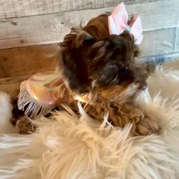 Haven - Merle female Goldendoodle puppy in Decatur, Texas from Scherrer Sweet Goldendoodles