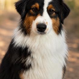 Knox - Australian Shepherd
