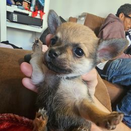 Pink - Black sabled fawn female Chihuahua puppy in Bethlehem, Pennsylvania from Steel City Exotics
