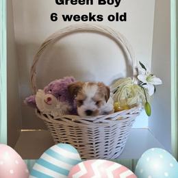 Green parti boy - Parti male Yorkshire Terrier puppy in Inverness, Florida from Luvayorkie&more