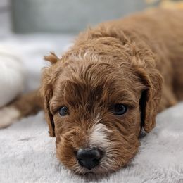 Cavapoo and Whoodle Puppies from Gardner Lane Puppies