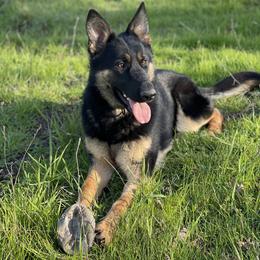 Dachshund and German Shepherd Puppies from Zwinger vom Donau-Ries