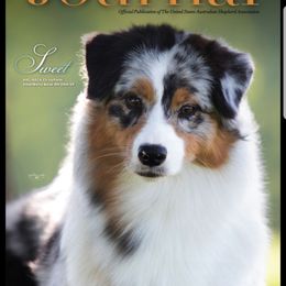 Sweet - Australian Shepherd