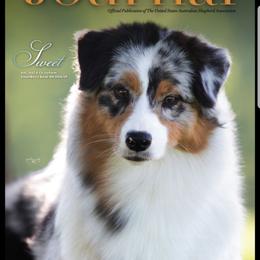 Sweet - Australian Shepherd