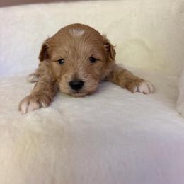 Puppy - Parti male Maltipoo puppy in Charles City, Virginia from Historic triangle doodles Charles City, Virginia